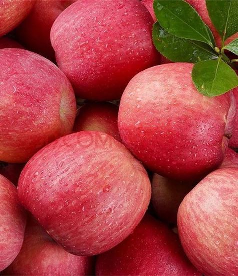 سیب کی تمام اقسام